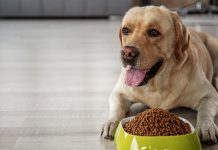 Dogs might also experience these probiotic benefits